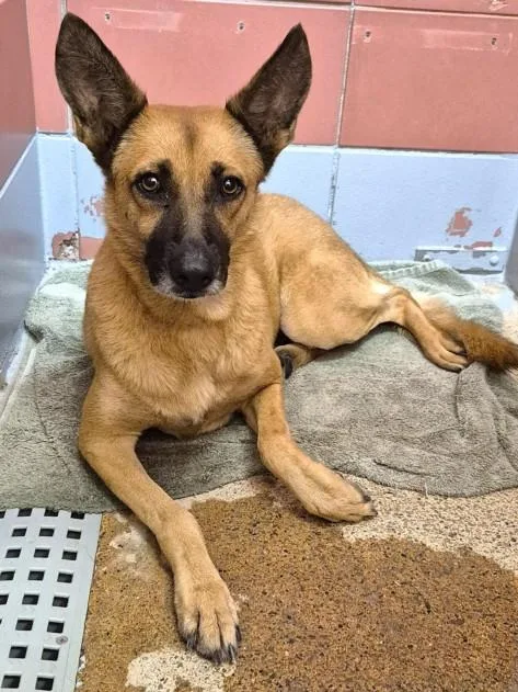An adult medium-sized female German Shepherd Dog dog named Sadie Rose for adoption in Houston, TX