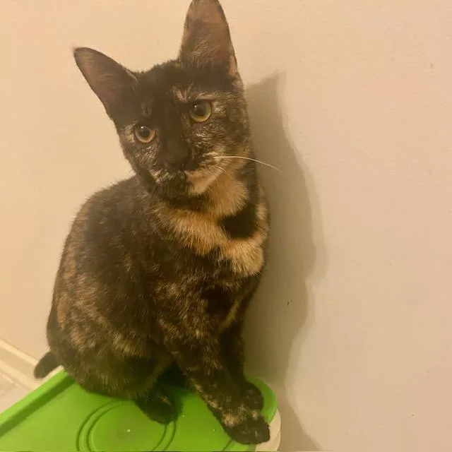 A young small-sized female Tortoiseshell Domestic Short Hair cat named Honeysuckle for adoption in Ashland, VA