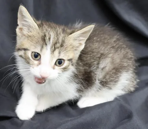 A baby medium-sized female Domestic Short Hair cat named Krispy Kreme for adoption in Thief River Falls, MN