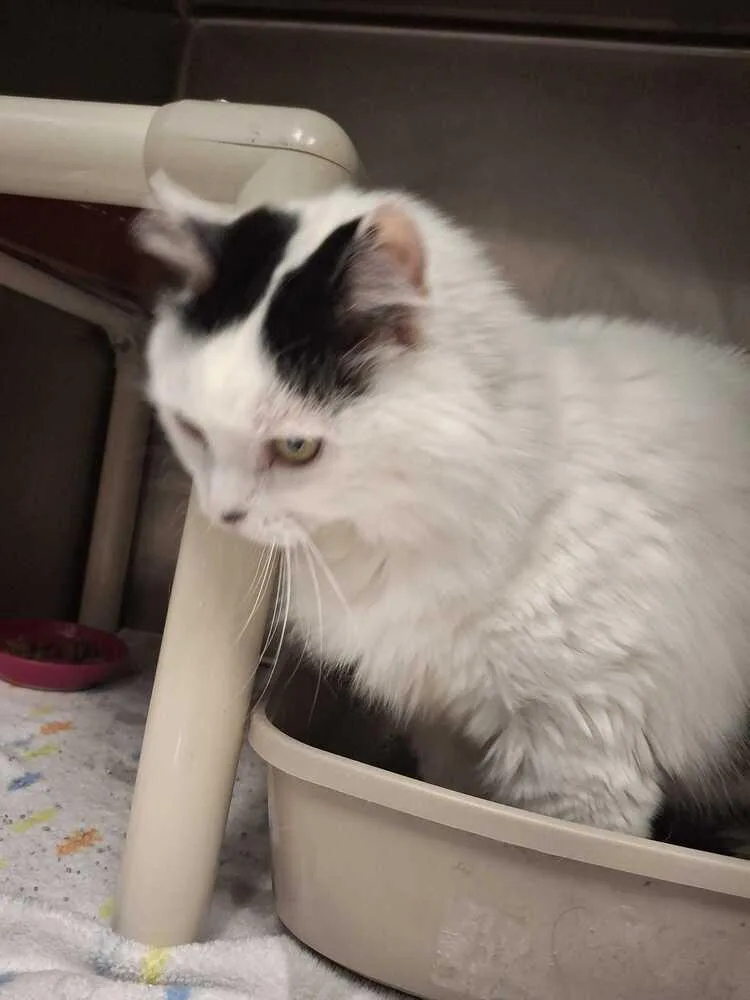 A senior large-sized female Black & White / Tuxedo Domestic Long Hair cat named Miko for adoption in Bowling Green, OH