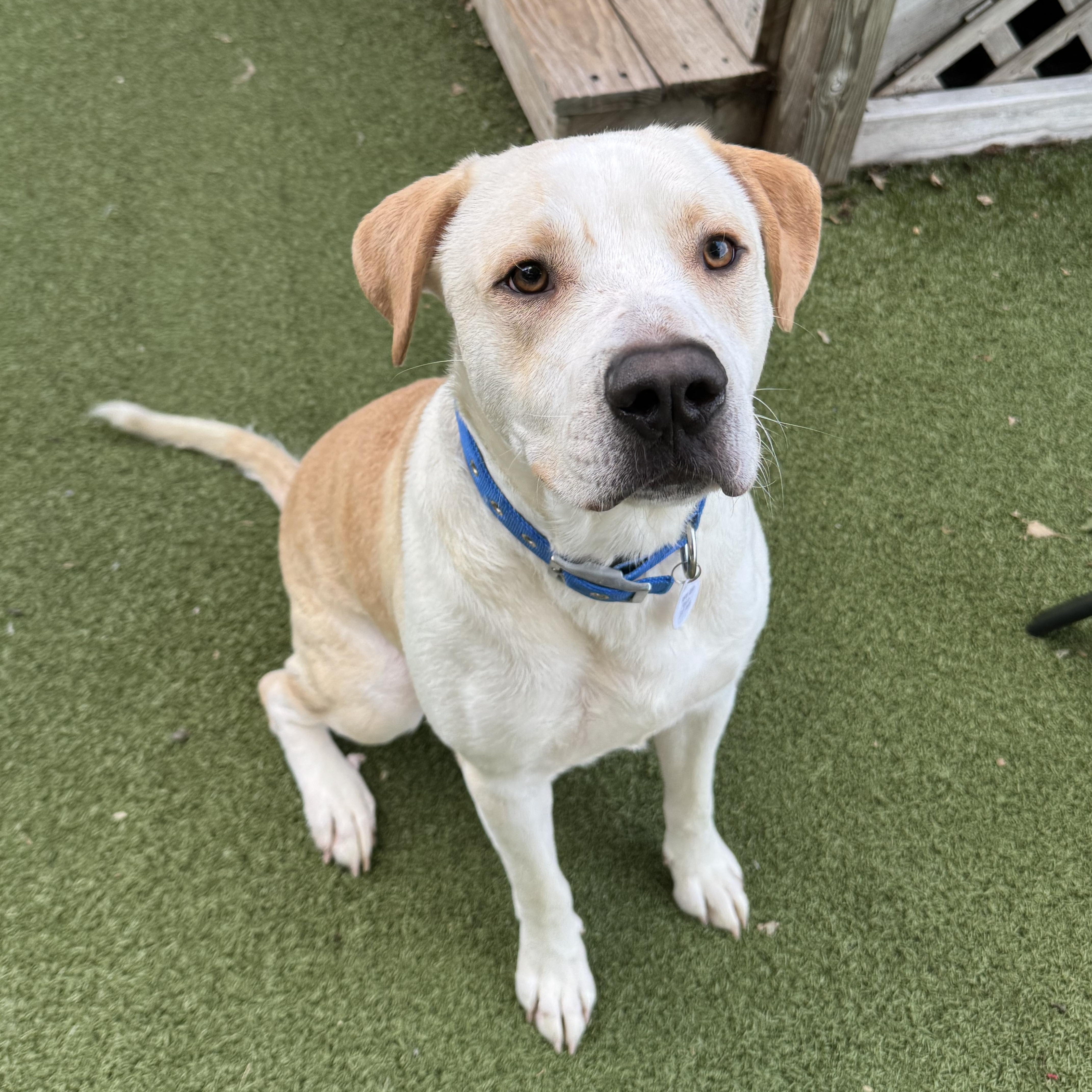 An adult large-sized male Labrador Retriever dog named Henry for adoption in New Bedford, MA