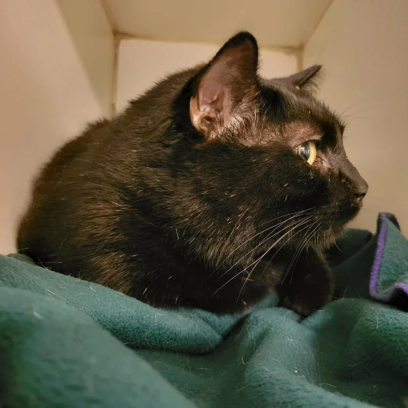 An adult extra large-sized male Black Domestic Short Hair cat named Issac for adoption in Columbia, MO