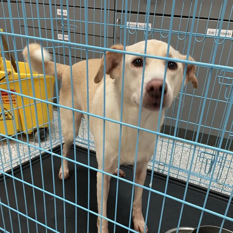 An adult medium-sized female White / Cream Labrador Retriever dog named Zoey for adoption in Port Charlotte, FL