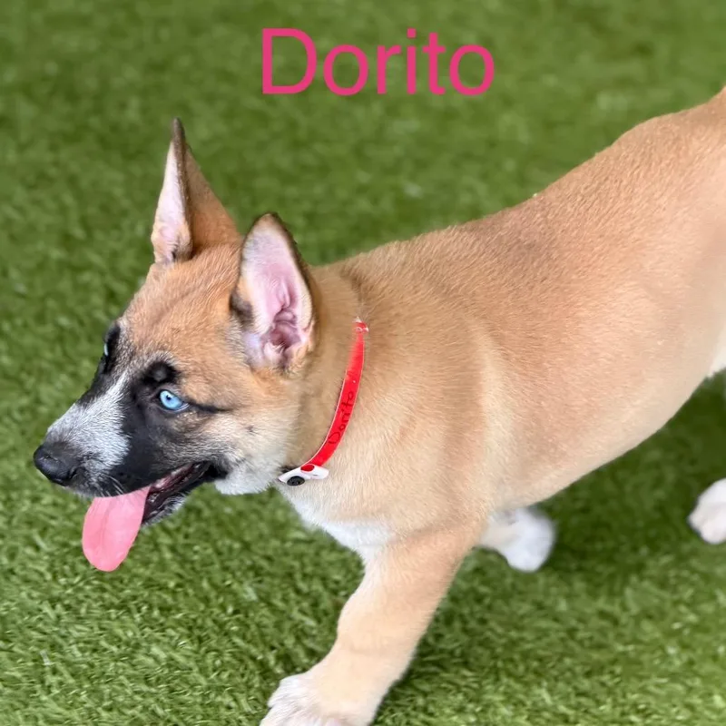 A baby medium-sized female Yellow / Tan / Blond / Fawn Shepherd dog named Dorito for adoption in Wellington, FL