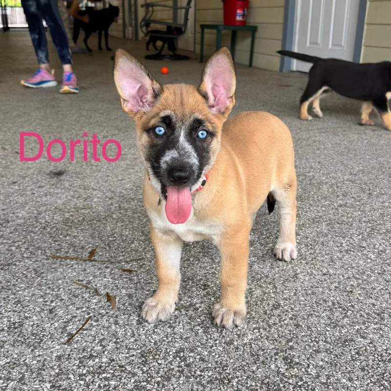 Dorito thumbnail 4