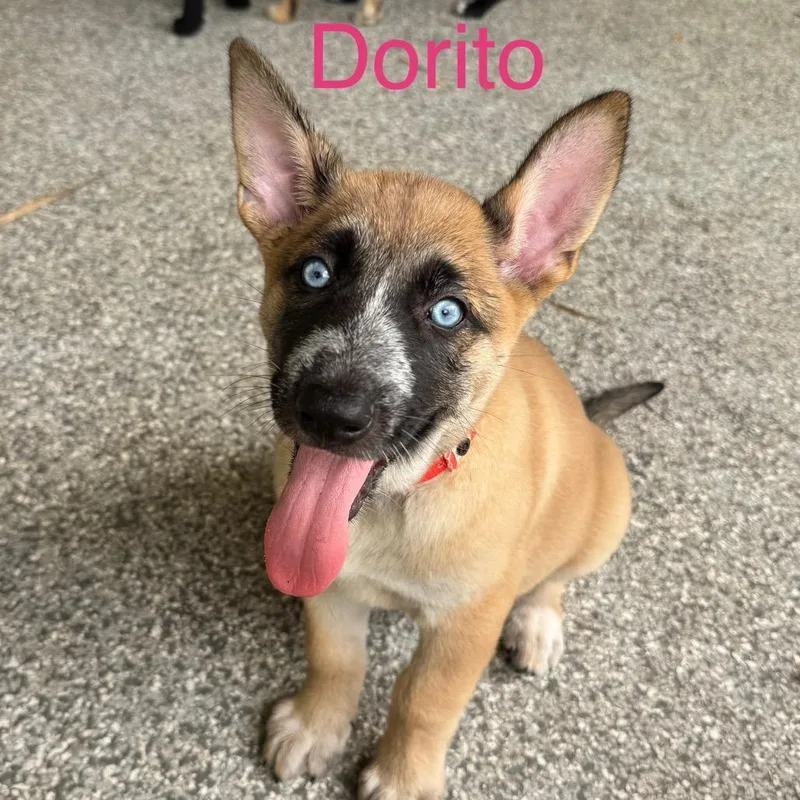 Dorito thumbnail 5