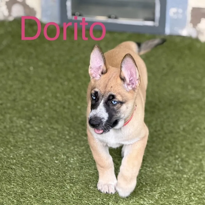 Dorito thumbnail 6