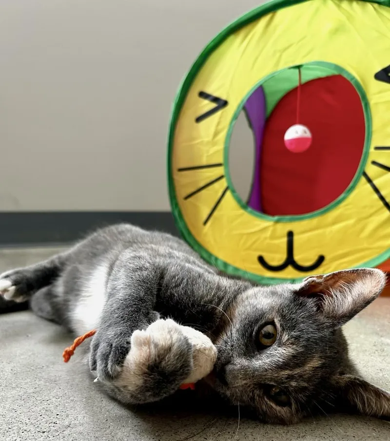 Nutmeg