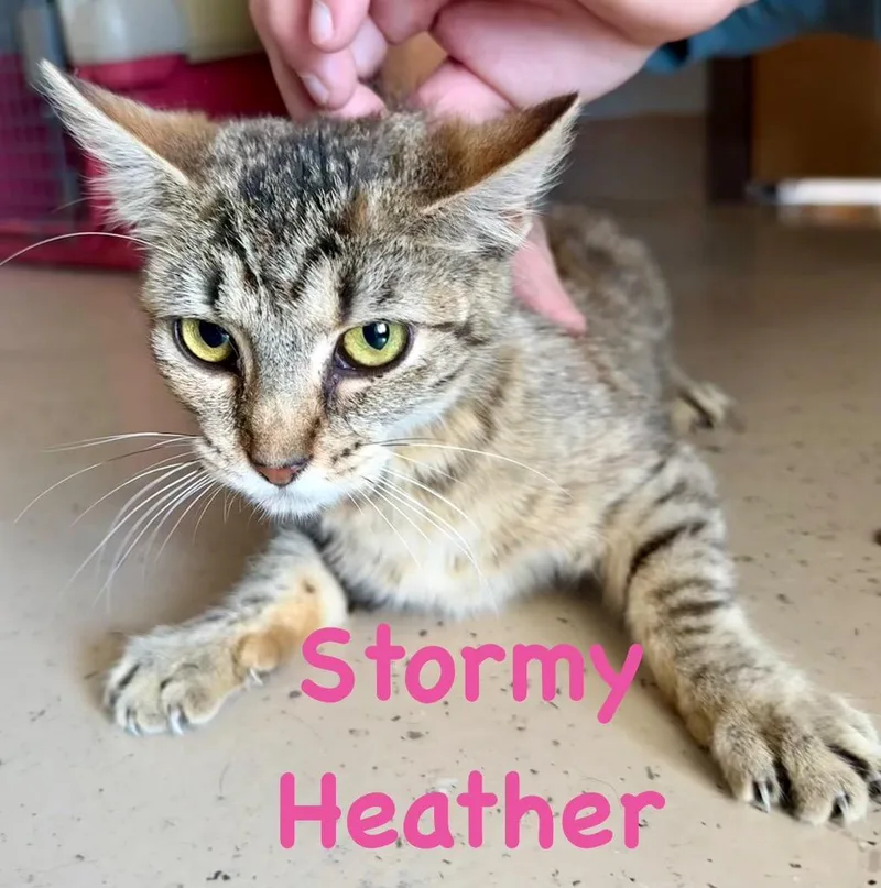 Stormy Heather