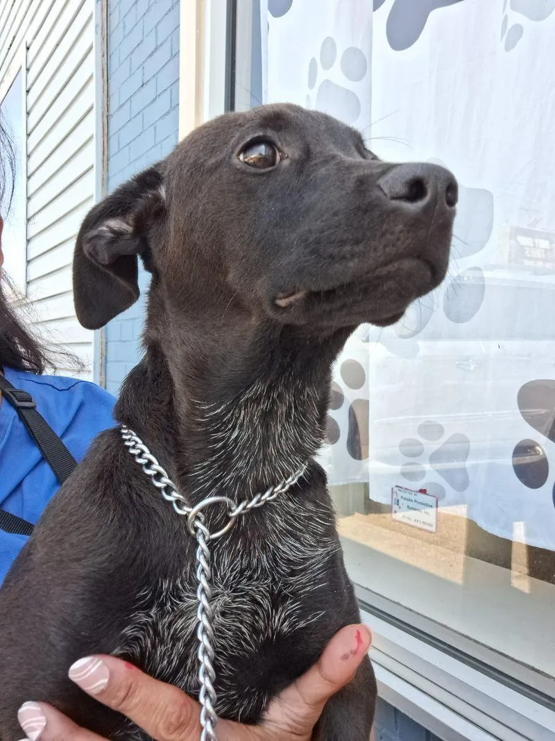 A baby medium-sized male Black Mixed Breed dog named Connie for adoption in Parma, OH