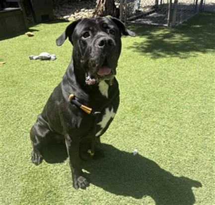 An adult large-sized male Cane Corso dog named Margherita Pizza for adoption in San Jose, CA