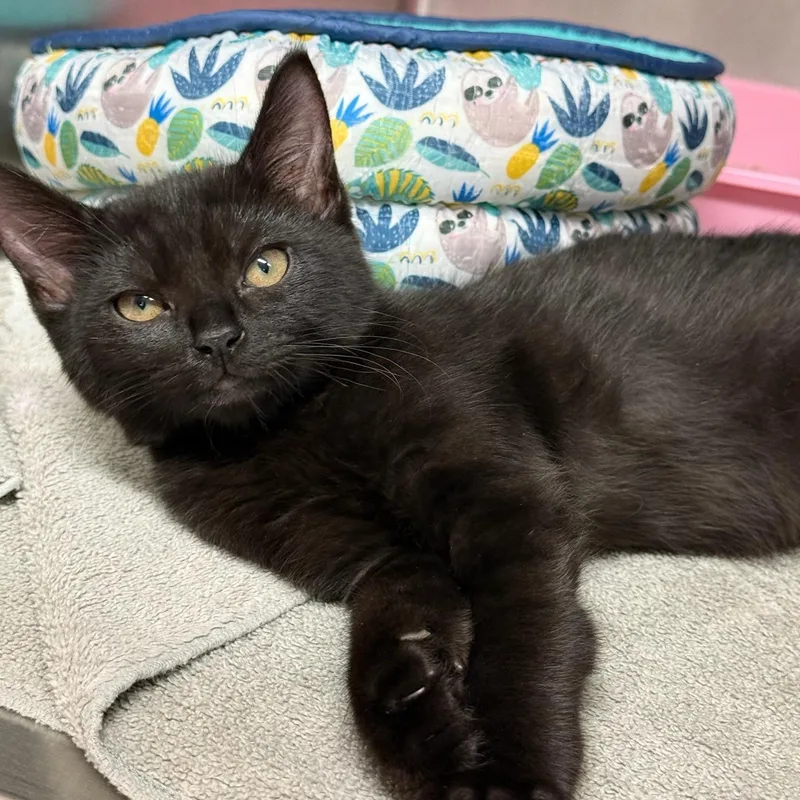 A baby medium-sized male Black Domestic Short Hair cat named Slate for adoption in Kent, WA