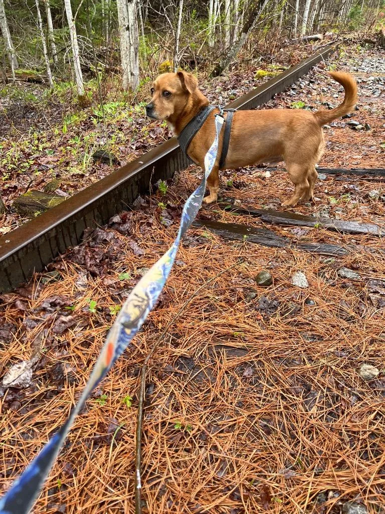 An adult medium-sized male Dachshund dog named Waylon for adoption in Lunenburg, VT