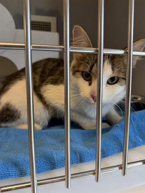 A young medium-sized male Domestic Short Hair cat named Hubert for adoption in Statesville, NC