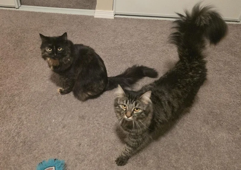 A young small-sized female Domestic Medium Hair cat named Tb Ethel for adoption in Battle Ground, WA