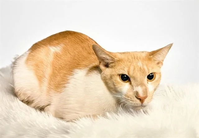 A young medium-sized male Domestic Short Hair cat named Oak for adoption in Fort Lauderdale, FL