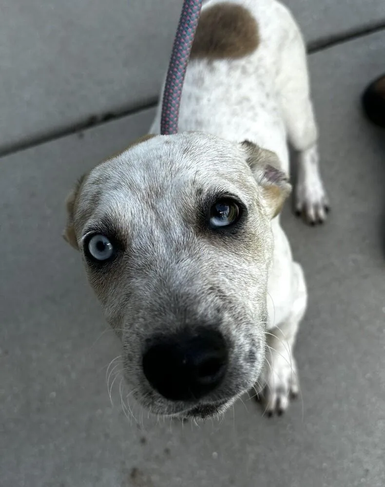 Pup Cobalt