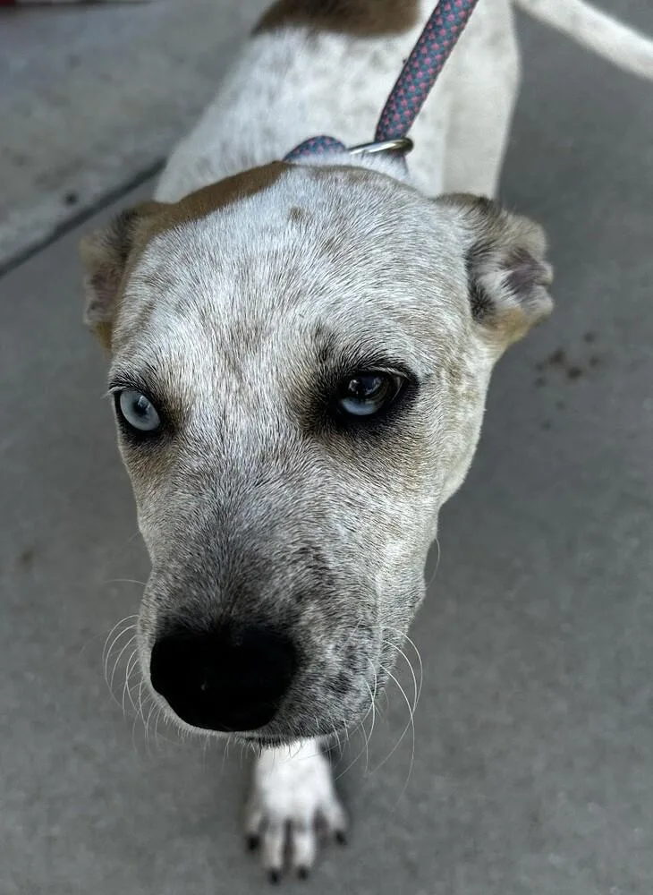 Pup Cobalt thumbnail 2