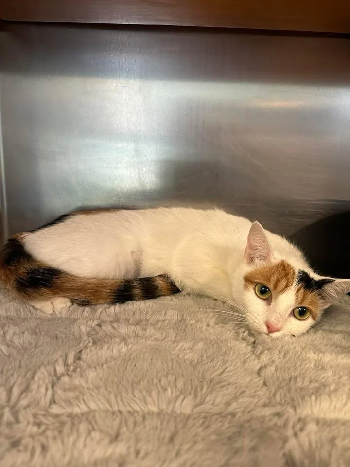 A young medium-sized female Calico Calico cat named Maddie for adoption in Wilmington, NC