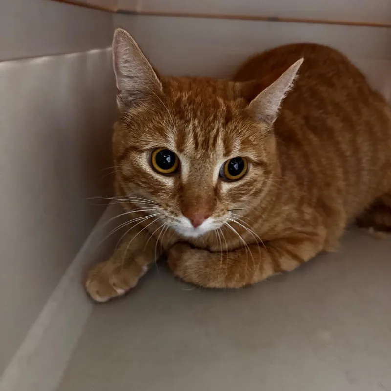 A young medium-sized female Orange / Red Domestic Medium Hair cat named Blossom for adoption in Riverside, CA