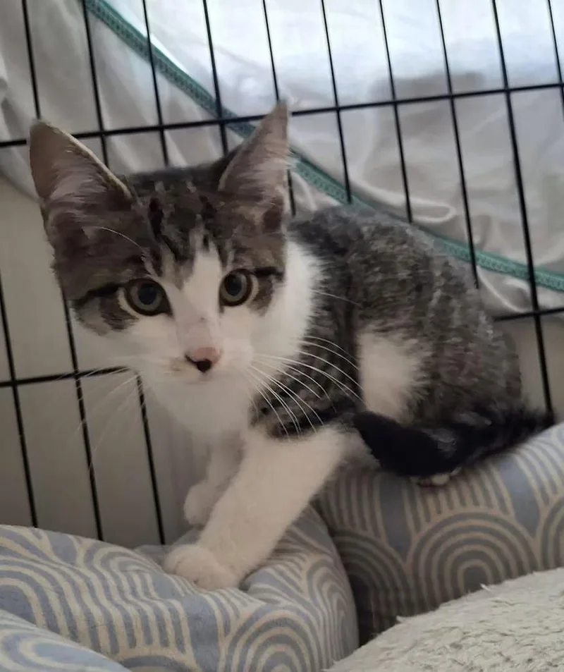 A baby small-sized male Domestic Short Hair cat named Boo for adoption in Monterey, VA