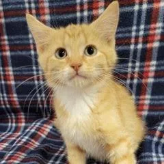 A baby medium-sized male Orange & White Tabby cat named Marlin for adoption in Green Valley, AZ