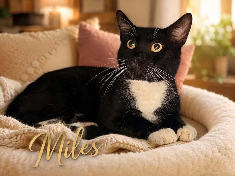 An adult medium-sized male Black & White / Tuxedo Domestic Short Hair cat named Miles for adoption in Mount Laurel, NJ
