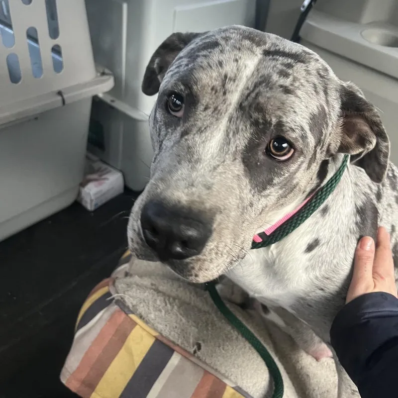 An adult large-sized female Gray / Blue / Silver Mixed Breed dog named Callie for adoption in Hampton Bays, NY