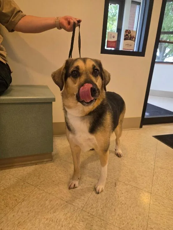 An adult large-sized male German Shepherd Dog dog named Hank for adoption in Bluffton, IN