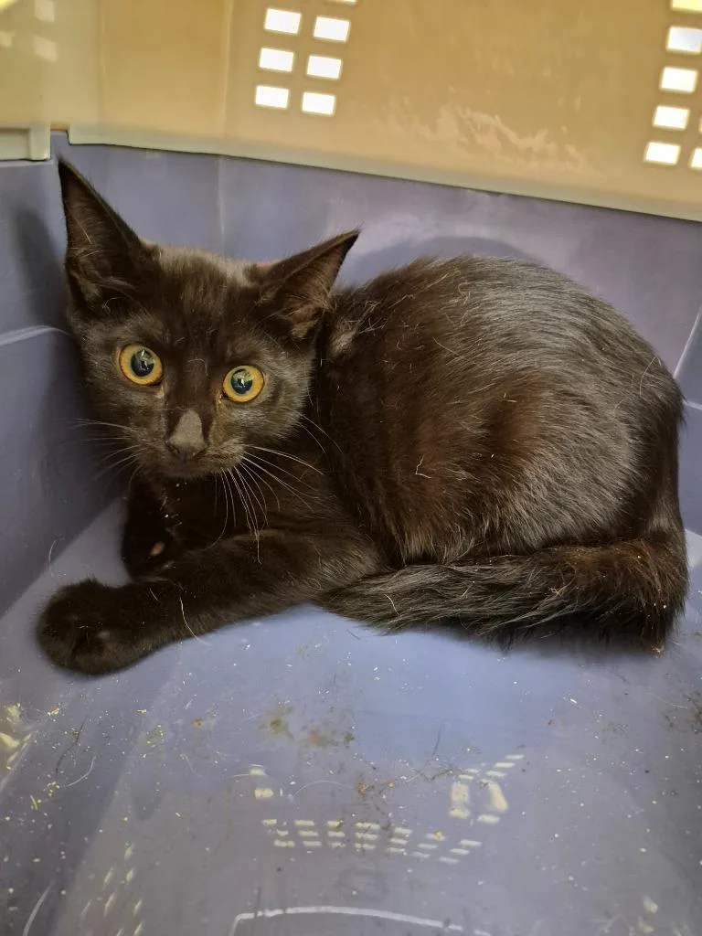 A baby small-sized male Domestic Short Hair cat named Zippy for adoption in Crossville, TN
