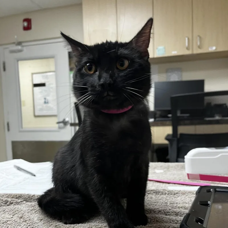 A baby medium-sized female Black Domestic Short Hair cat named Spider for adoption in Lakeland, FL