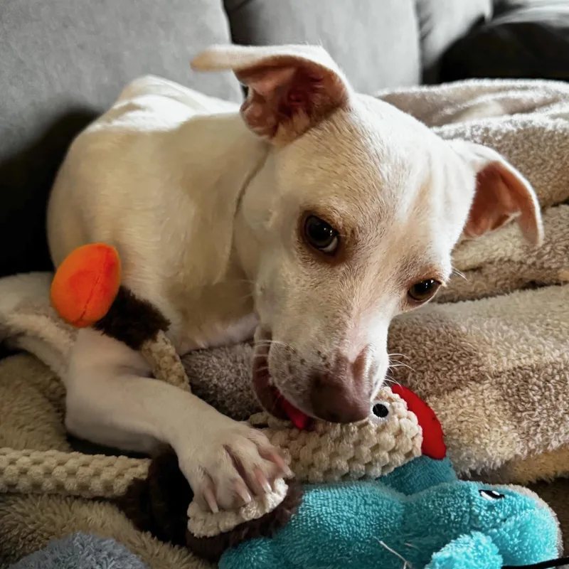A young small-sized male White / Cream Chihuahua dog named Zach for adoption in Brooklyn, NY