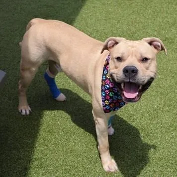 An adult large-sized male Mixed Breed dog named Brick for adoption in Athens, GA