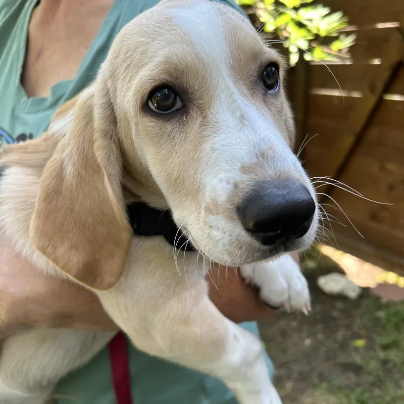 A baby medium-sized male Yellow / Tan / Blond / Fawn Basset Hound dog named Waffles for adoption in Austin, TX