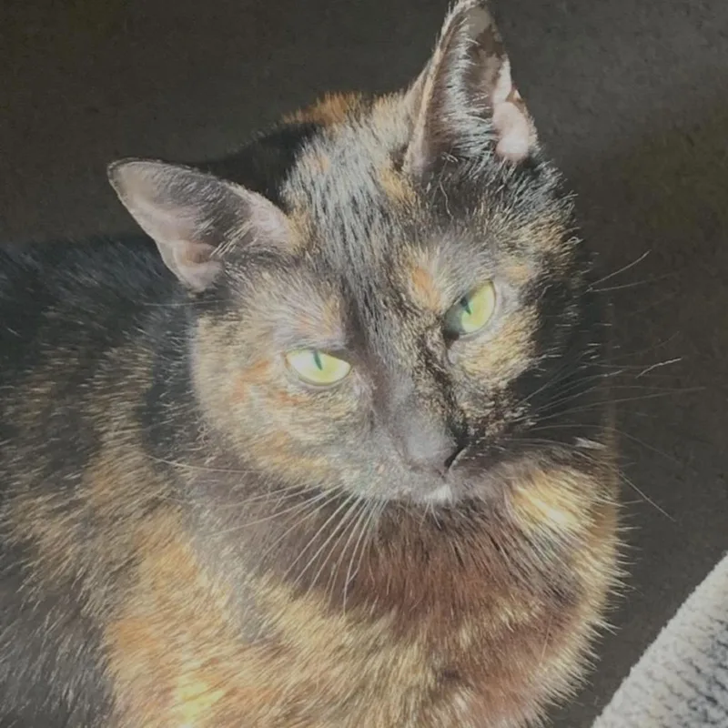 A senior medium-sized female Tortoiseshell Domestic Short Hair cat named Wind for adoption in Philadelphia, PA