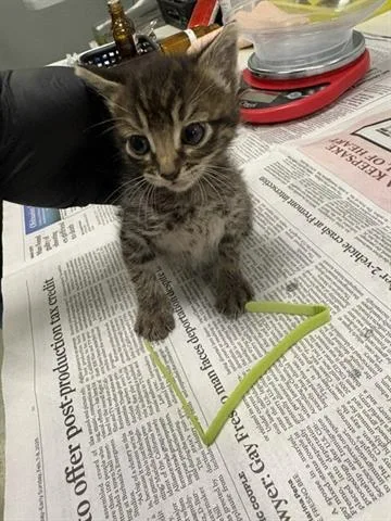 A baby small-sized female Domestic Short Hair cat named Bella for adoption in San Martin, CA