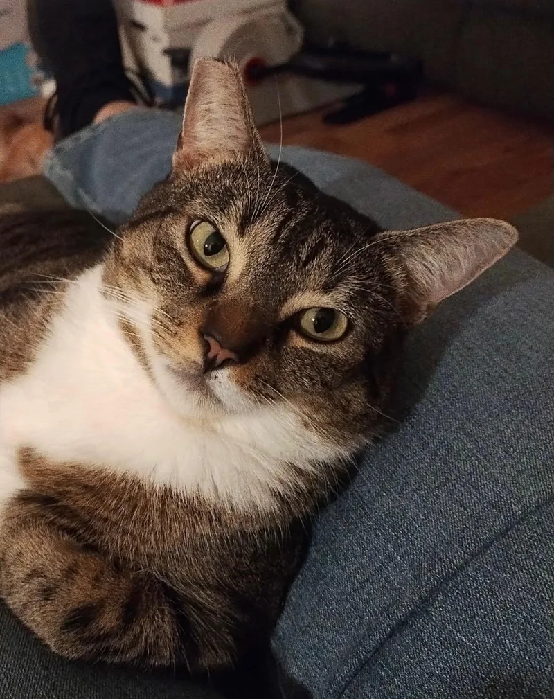 A young small-sized female Domestic Short Hair cat named Squiks for adoption in San Pedro, CA