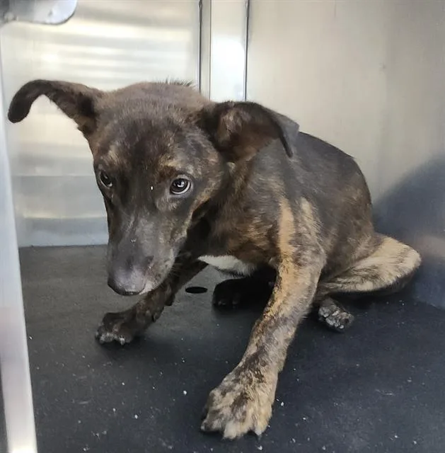 A young small-sized female Plott Hound dog named Ellie for adoption in San Antonio, TX