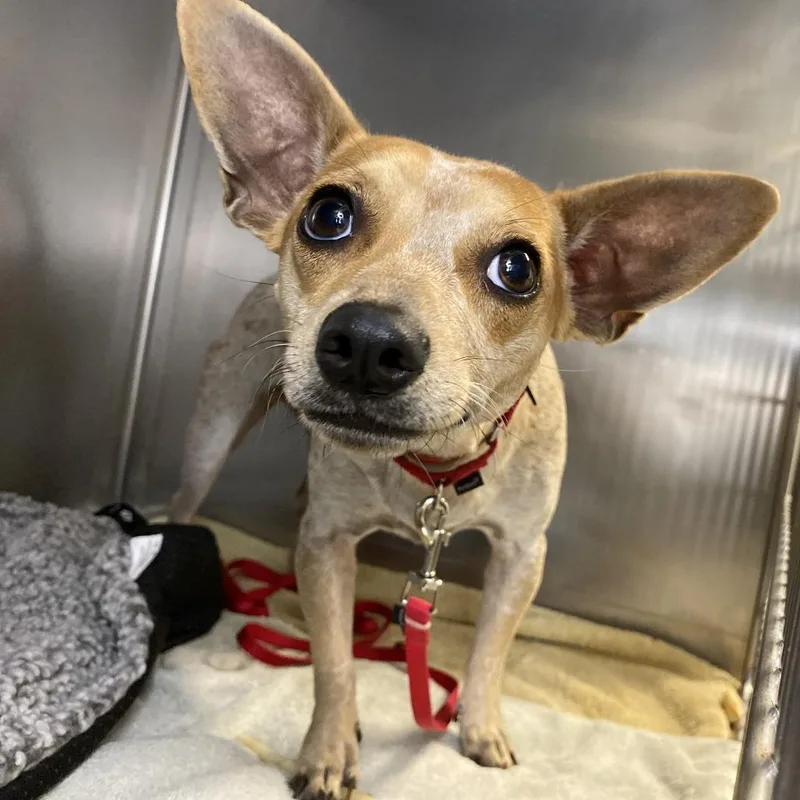 A young small-sized female White / Cream Mixed Breed dog named Mina for adoption in Palm Springs, CA