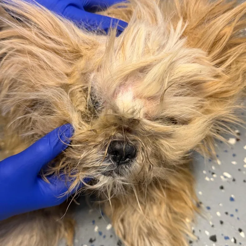 A senior small-sized male Yellow / Tan / Blond / Fawn Shih Tzu dog named TUSCStray for adoption in Tuscaloosa, AL