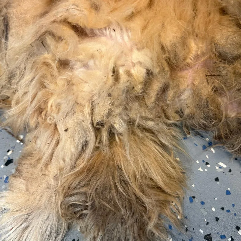 TUSCStray thumbnail 3