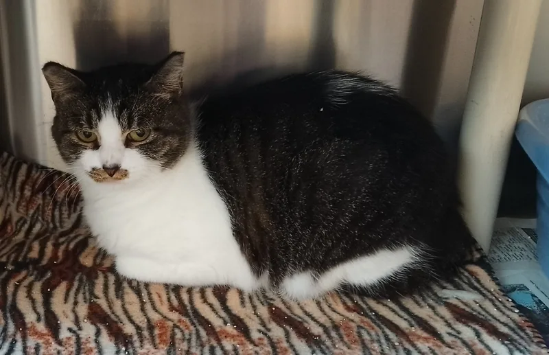 An adult medium-sized female Tabby (Tiger Striped) Domestic Short Hair cat named Megan for adoption in Wahpeton, ND