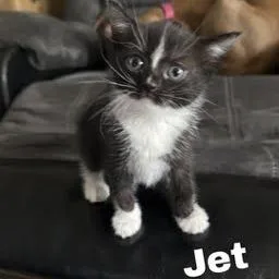 A baby small-sized female Black Domestic Short Hair cat named Jet for adoption in Pekin, IL