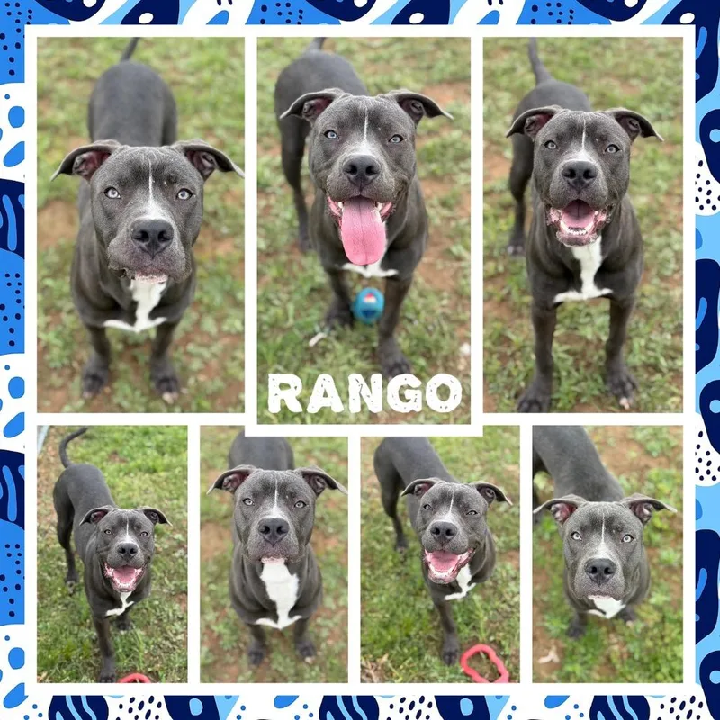 A young large-sized male Gray / Blue / Silver Pit Bull Terrier dog named Rango for adoption in Fort Smith, AR