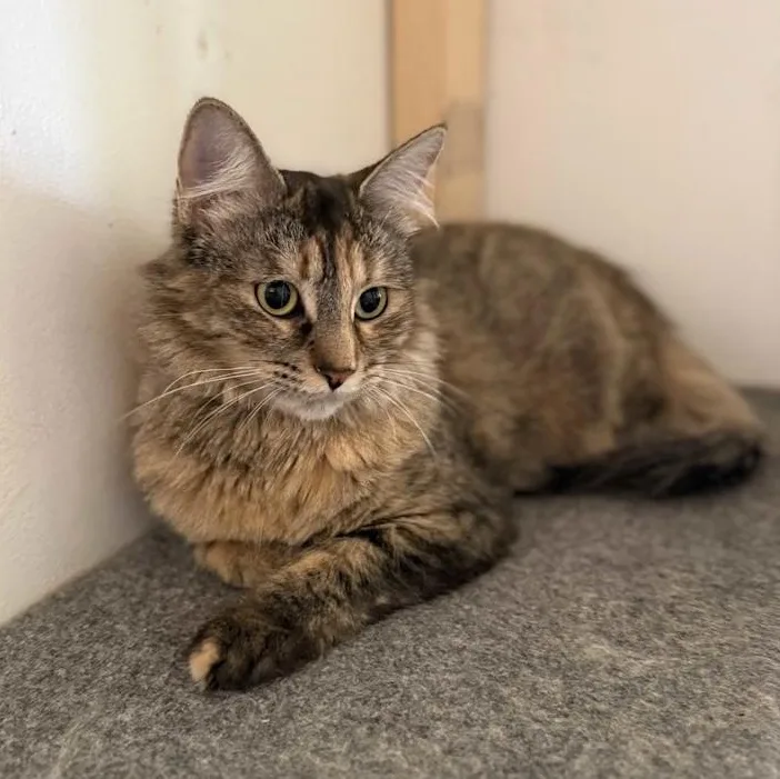 An adult medium-sized female Torbie Domestic Medium Hair cat named Doris for adoption in Prescott, AZ