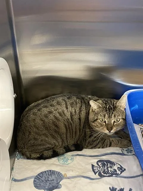 An adult medium-sized male Domestic Short Hair cat named Kovufelv+ for adoption in Boston, MA