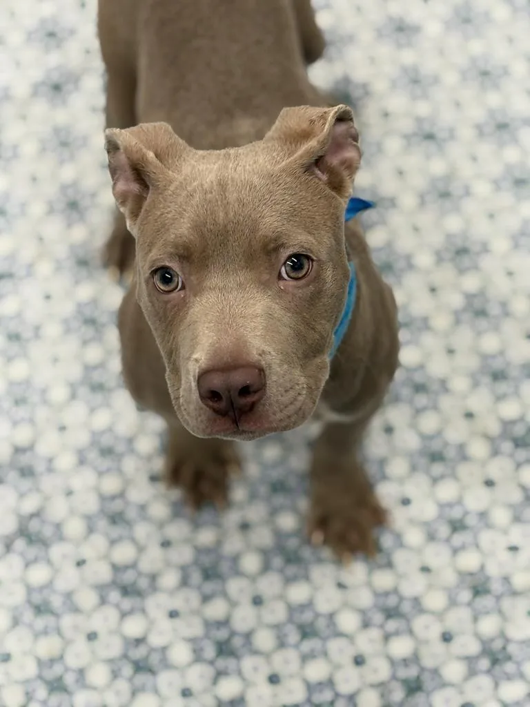 A baby medium-sized male Mixed Breed dog named Mango for adoption in Detroit, MI