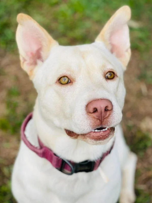 An adult medium-sized male White / Cream Labrador Retriever dog named AC "Milo" for adoption in Conyers, GA