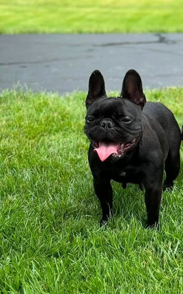 An adult small-sized female French Bulldog dog named Tilly for adoption in Huntley, IL