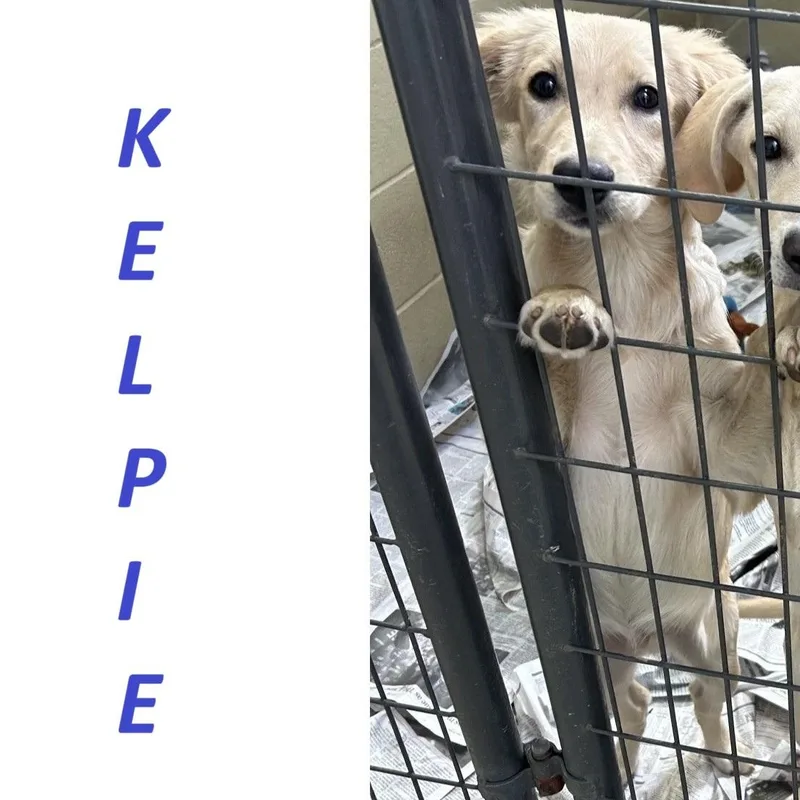 Kelpie thumbnail 2